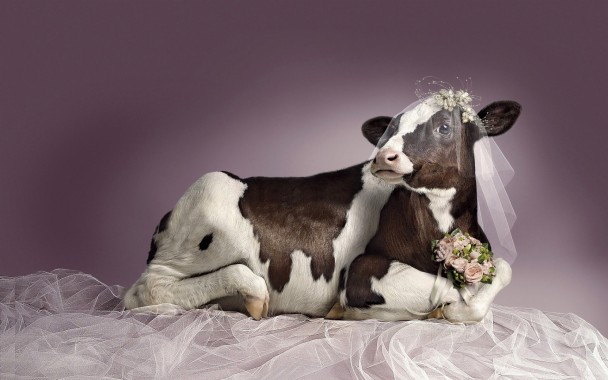 Bridal cow in a wedding veil