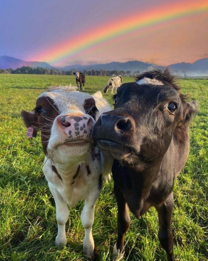 Cows in a field with a rainbow