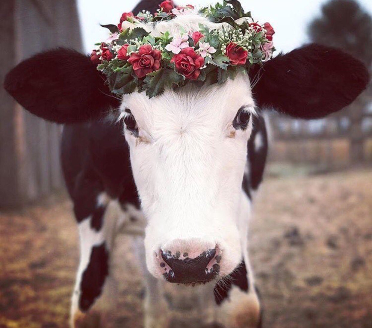 Cow with a flower crown